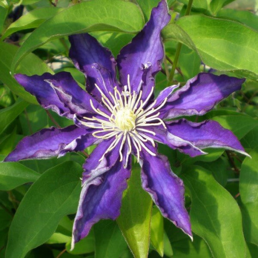 Clematis Hakuookan (large-flowered)
