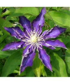Clematis Hakuookan (large-flowered)