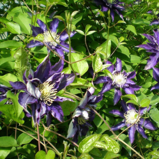 Clematis Hakuookan (large-flowered)
