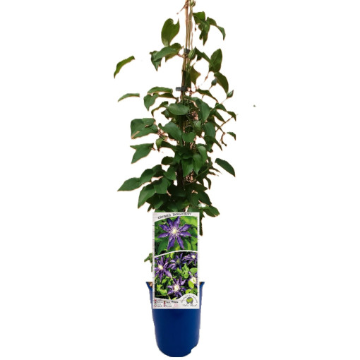 Clematis Hakuookan (large-flowered)