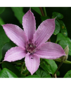 Clematis Hagley Hybrid (large-flowered)