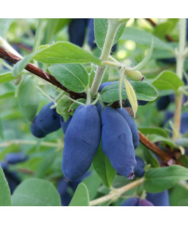 Honeyberry 'Leningradskij Velikan' P9/C1