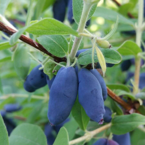 Honeyberry 'Leningradskij Velikan' P9/C1