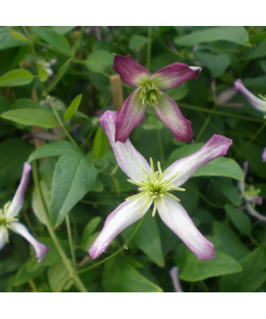 Clematis botanical Rubromarginata 4L pot