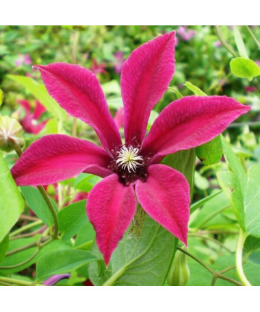 Clematis Gravetye Beauty (botanical)