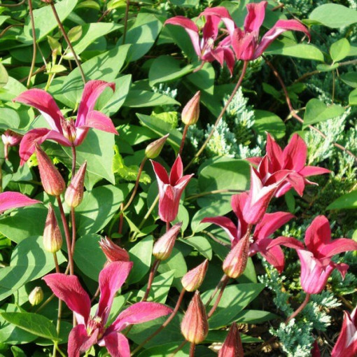 Clematis Gravetye Beauty (botanical)