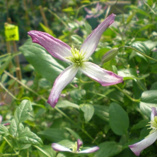 Clematis botanical Rubromarginata 4L pot