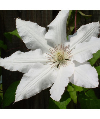 Clematis Gladys Picard