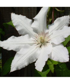 Clematis Gladys Picard