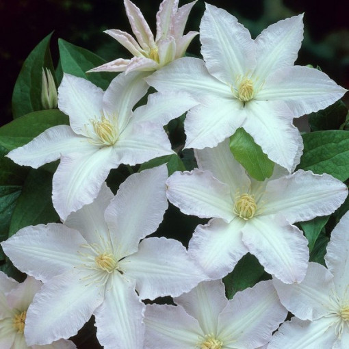 Clematis Gladys Picard