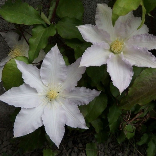 Clematis Gladys Picard