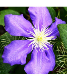 Clematis General Sikorski (large-flowered)