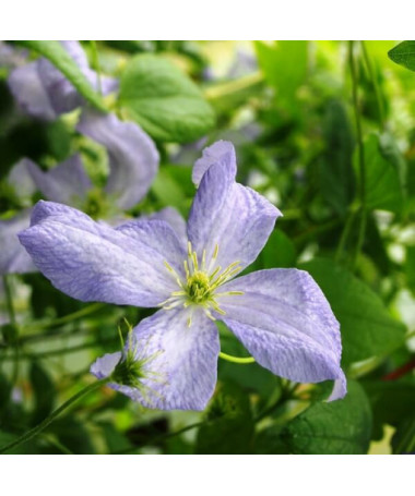 Clematis Emilia Plater (viticella)
