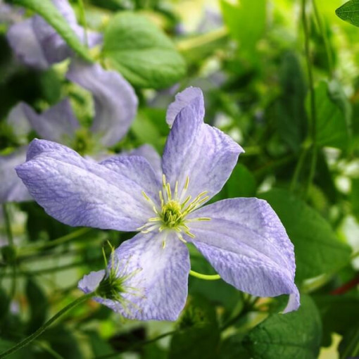 Clematis Emilia Plater (viticella)