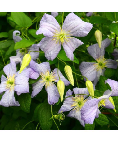 Clematis Emilia Plater (viticella)