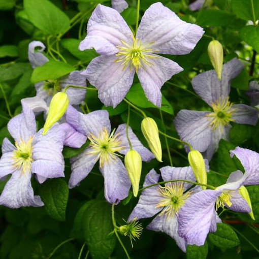 Clematis Emilia Plater (viticella)