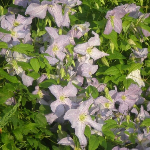 Clematis Emilia Plater (viticella)