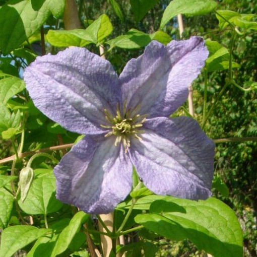 Clematis Emilia Plater (viticella)
