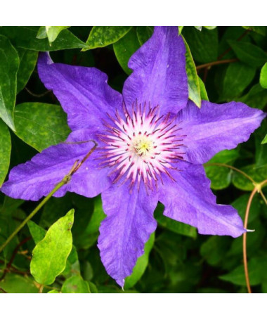 Clematis Children of Warsaw (large-flowered)