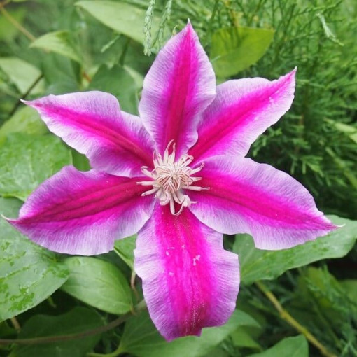 Clematis Dr. Ruppel (large-flowered)