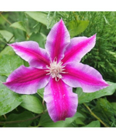 Clematis Dr. Ruppel (large-flowered)