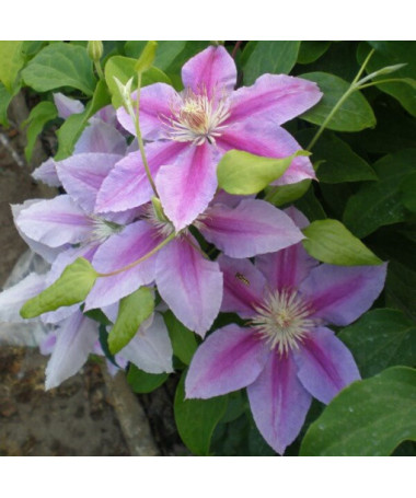 Clematis Dr. Ruppel (large-flowered)