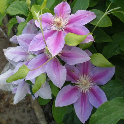 Clematis Dr. Ruppel (large-flowered)