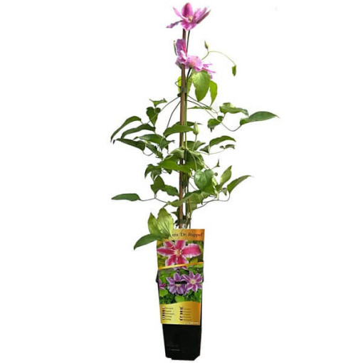 Clematis Dr. Ruppel (large-flowered)