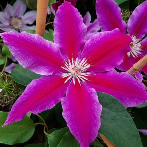 Clematis Dr. Ruppel (large-flowered)