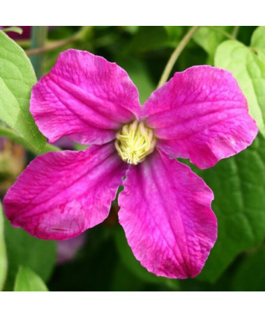 Clematis Red Herbaceous P9/C1 i 2l