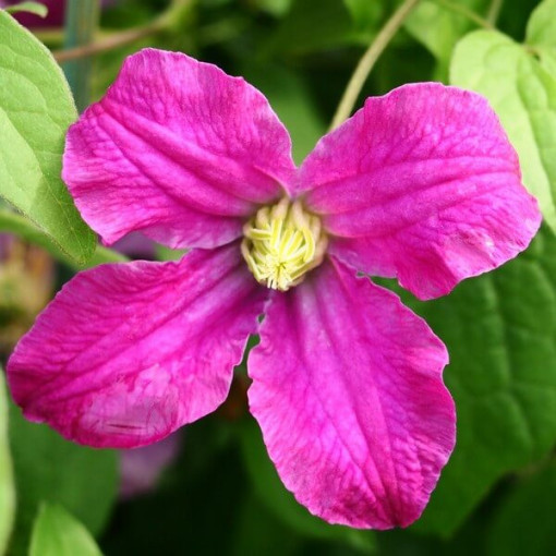 Clematis Red Herbaceous P9/C1 i 2l