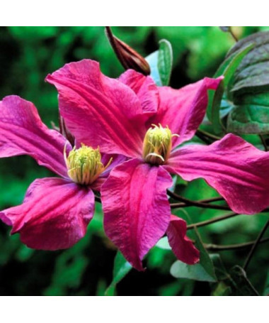 Clematis Red Herbaceous P9/C1 i 2l