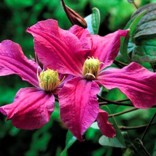 Clematis Red Herbaceous P9/C1 i 2l