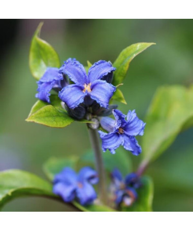 Clematis Cassandra (herbaceous) FRAGRANT