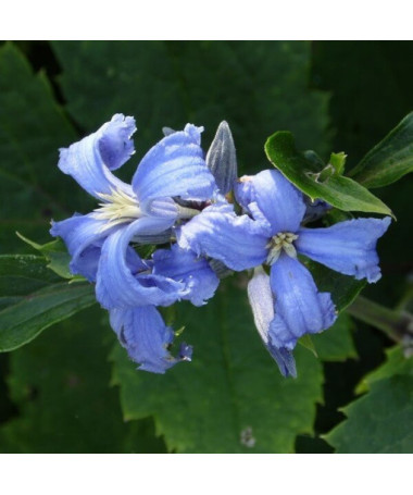 Clematis Cassandra (herbaceous) FRAGRANT