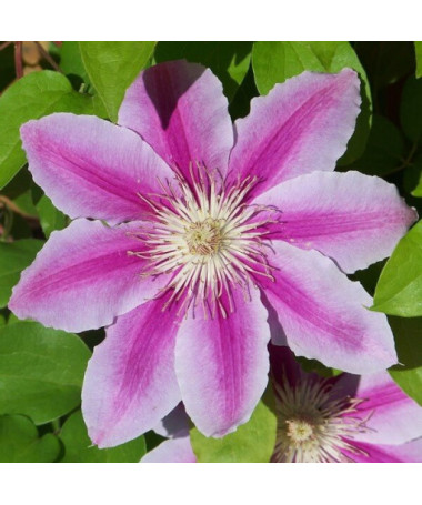 Clematis Carnaby (large-flowered)