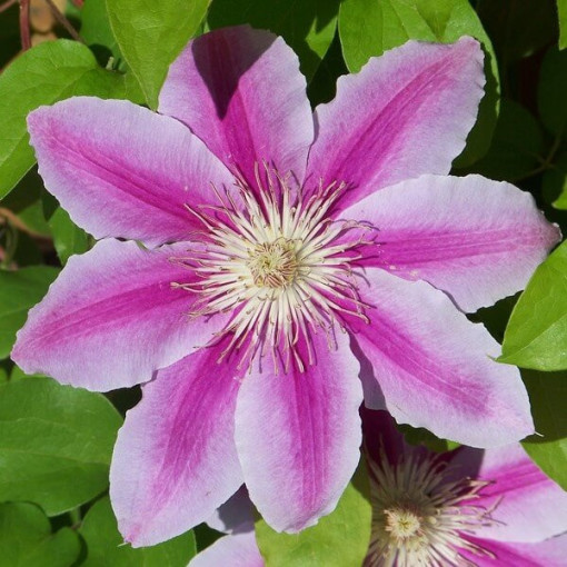 Clematis Carnaby (large-flowered)