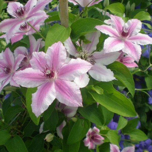 Clematis Carnaby (large-flowered)