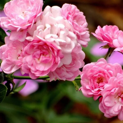 Climbing Rose 'Pink Cloud' 4L pot