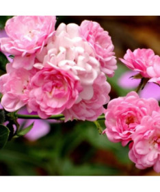 Climbing Rose 'Pink Cloud' 4L pot