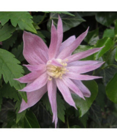 Clematis (botanical) Markham's Pink P9/C1