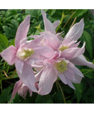 Clematis (botanical) Markham's Pink P9/C1