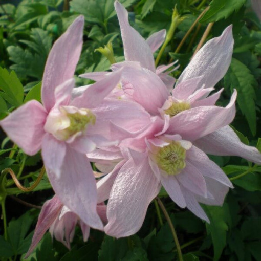 Clematis (botanical) Markham's Pink P9/C1