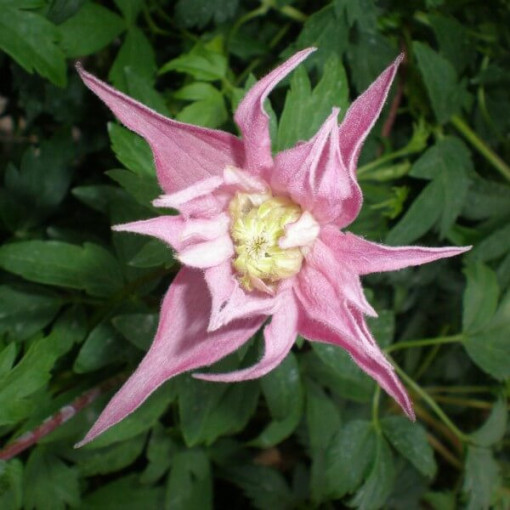 Clematis (botanical) Markham's Pink P9/C1