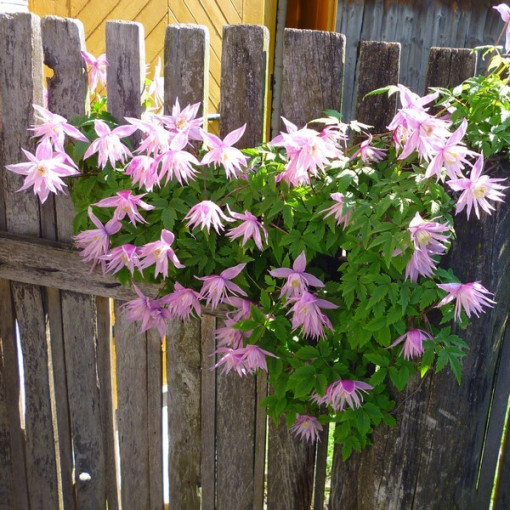 Clematis (botanical) Markham's Pink P9/C1