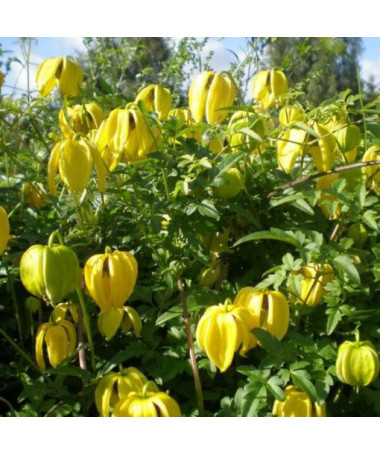 Clematis (botanical) 'Bill Mackenzie'