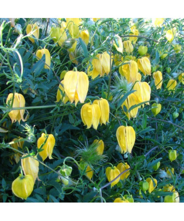 Clematis (botanical) 'Bill Mackenzie'