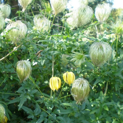 Clematis (botanical) 'Bill Mackenzie'