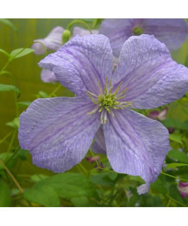 Clematis Blue Angel (viticella)