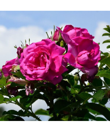 Climbing Rose 'Pink Cloud' 4L pot